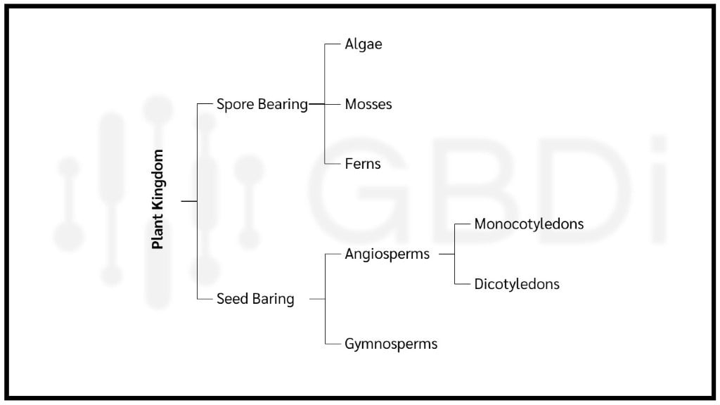 การแบ่งกลุ่ม cluster แบบ hierarchical ของ plant kingdom