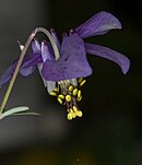 Aquilegia parviflora flower